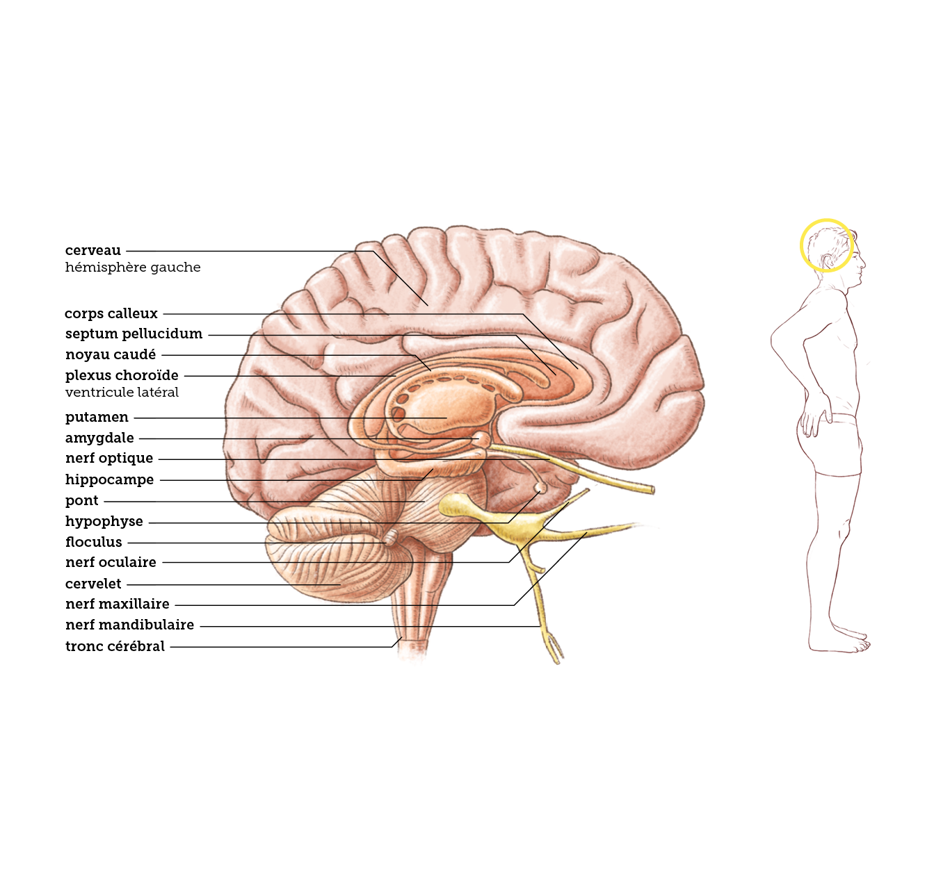 Le cerveau