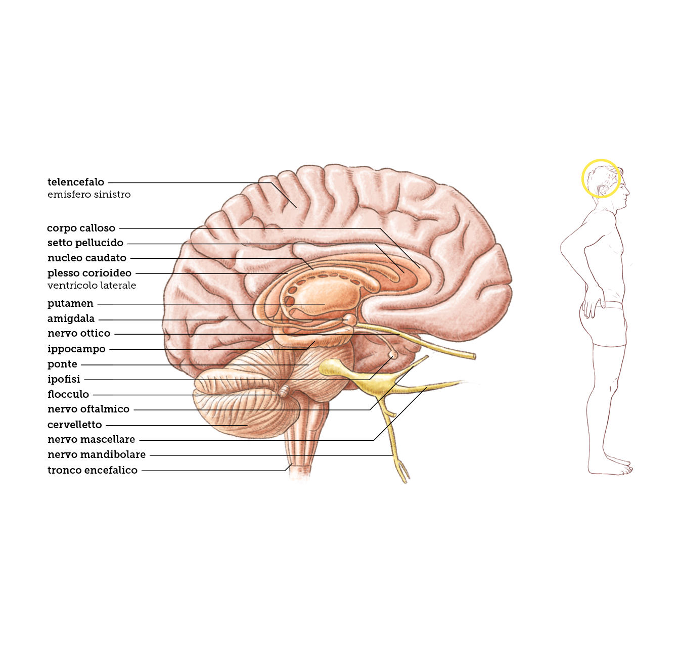 Il cervello