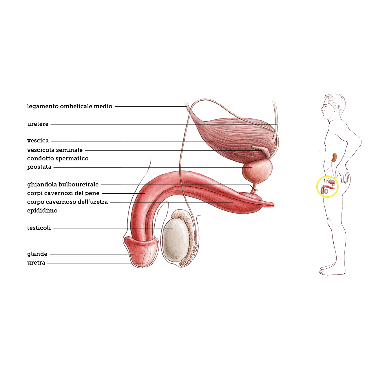 La vescica urinaria